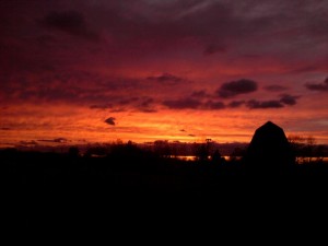 ORCHARDSUNSET